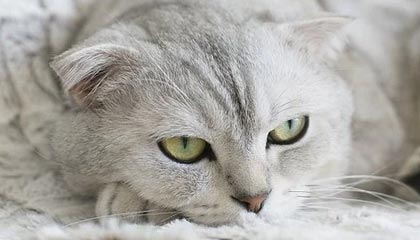 衢州最新的高价找中介取公积金违法吗方法分享(衢州中介取公积金怎么收费教程)